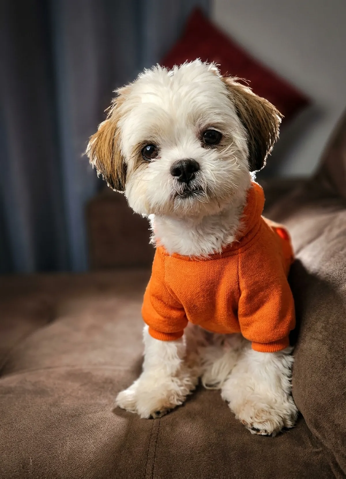Same dog, after Quarym studio rendering
