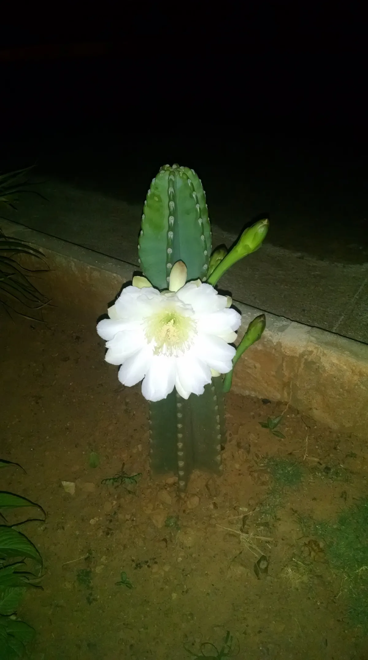 Original photo of a flower before Quarym processing