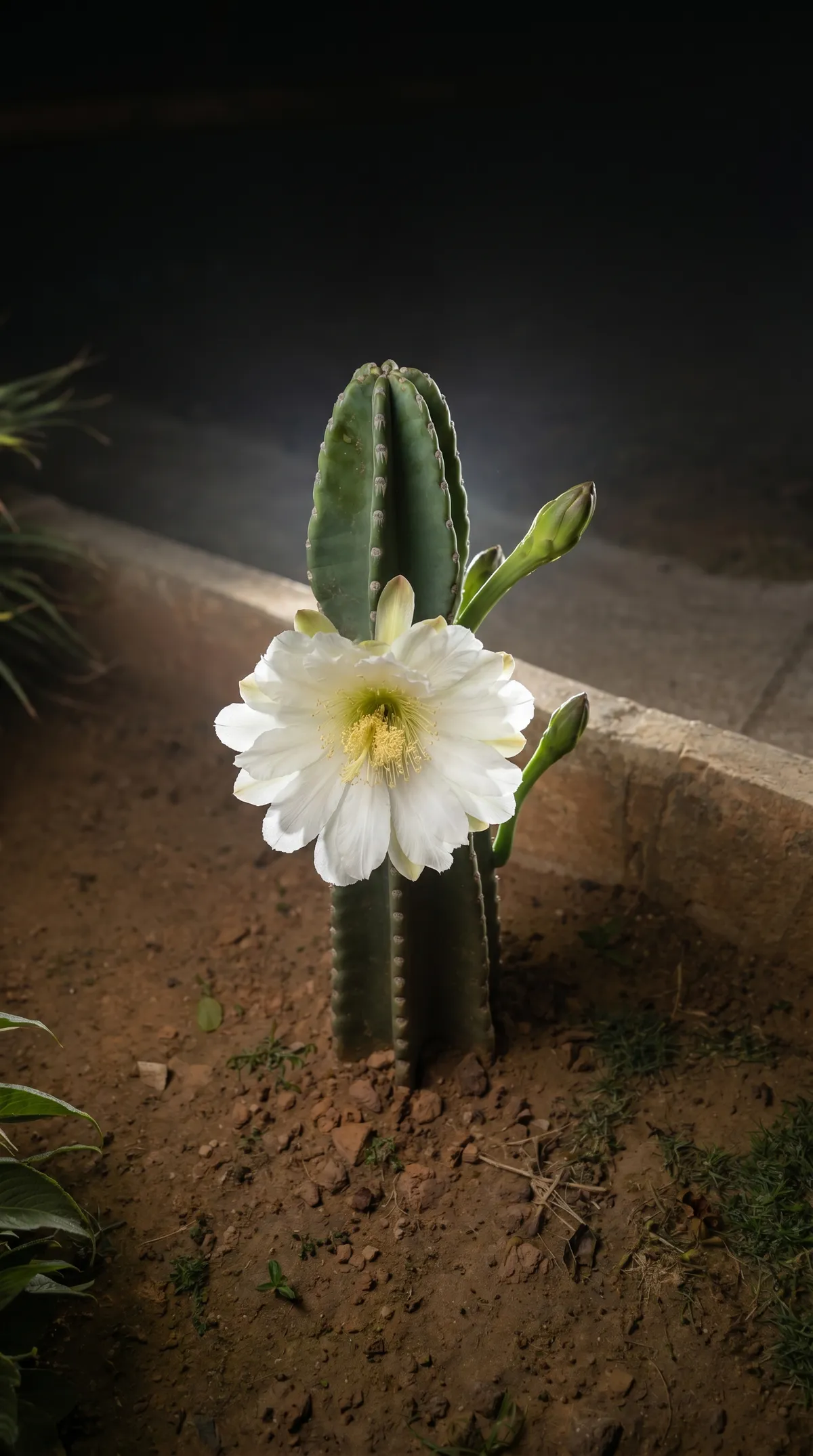 Same flower, after Quarym studio rendering