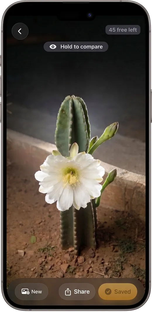 Quarym result screen showing a rendered cactus flower and the New / Share / Saved action bar